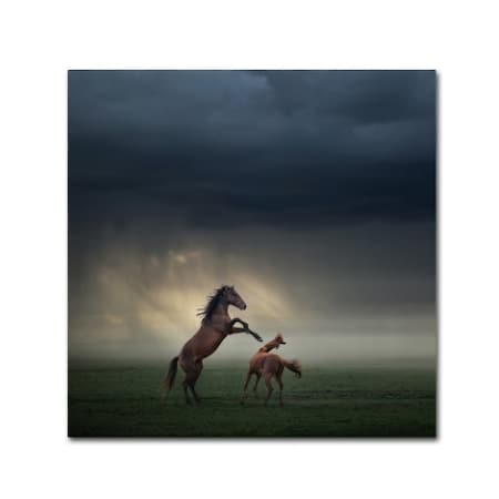 Huseyin Taskin 'Horses Fight' Canvas Art,14x14